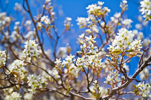 Flores brancas florescendo cobrem um arbusto enquanto o céu azul espreita por entre as flores