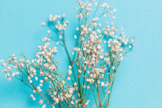 Flores brancas Gypsophila paniculata, close-up.