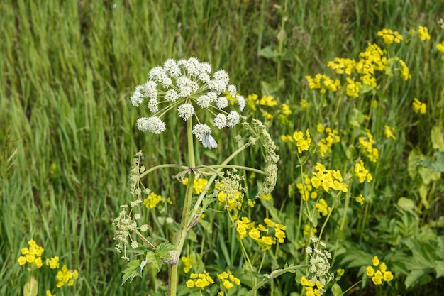 Flores brancas Hogweed Planta com flor no prado Pastinaga de vaca no campo
