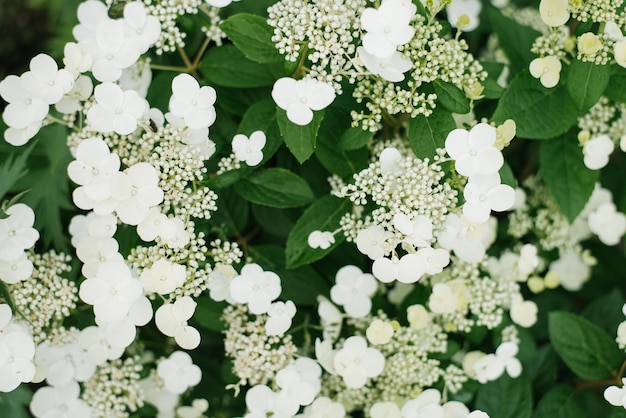 Flores brancas jovens da hortênsia Paniculata Wims Vermelho no verão no jardim