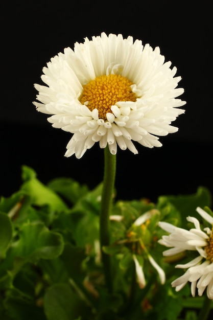 Flores brancas, margaridas em uma parede preta