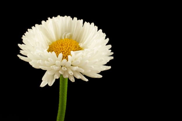 Flores brancas, margaridas em uma parede preta