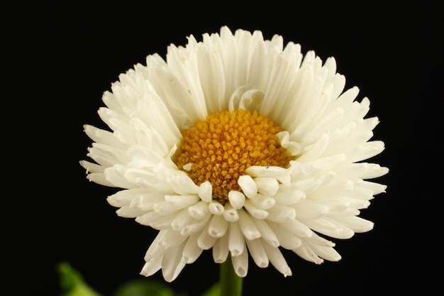 Flores brancas, margaridas em uma superfície preta