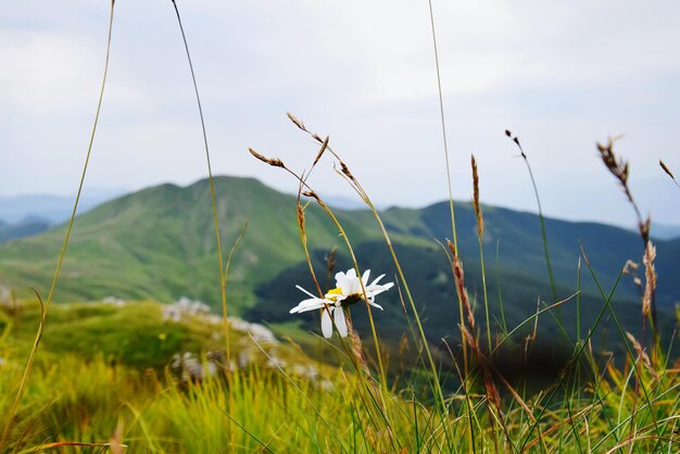 Flores brancas na colina contra o céu nublado