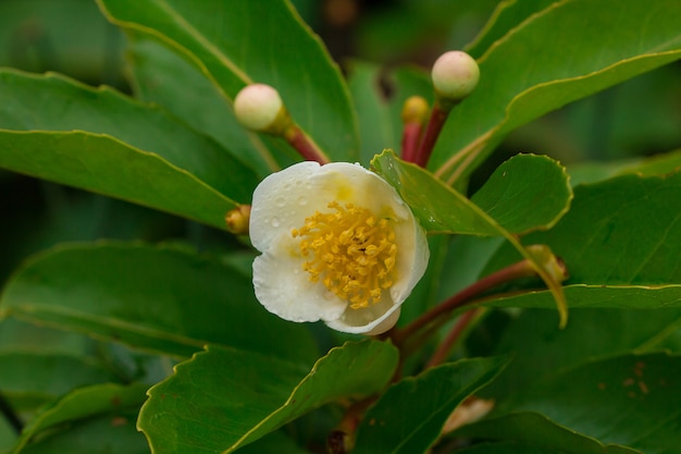 Flores brancas na floresta Florescer na estação chuvosa