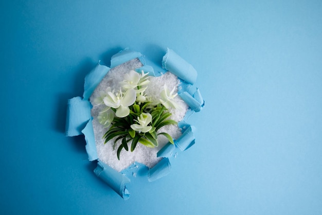 Foto flores brancas na neve olham para fora do buraco do espaço de cópia de papel azul rasgado