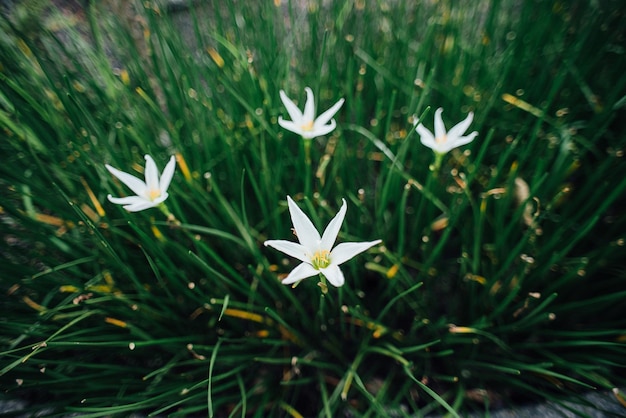 Flores brancas na planta