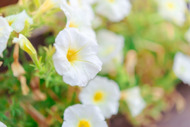 Flores brancas na trilha