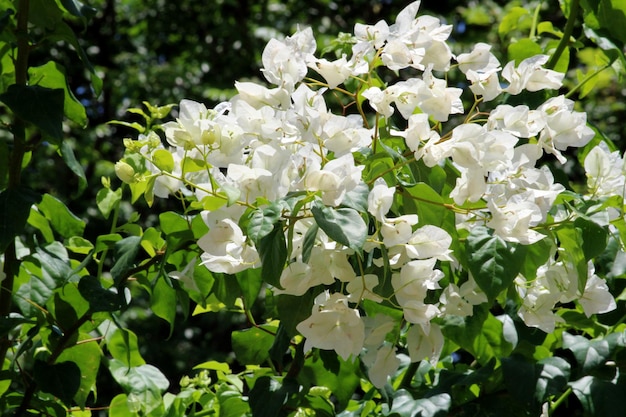 Flores brancas no arbusto de buganvílias