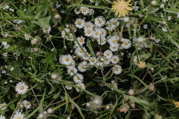 Flores brancas no campo de grama verde