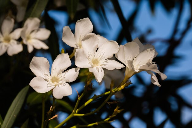 Flores brancas no dia ensolarado Bougainvillea Ramo de flores isolado em fundo desfocado