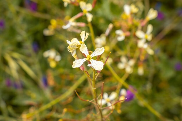 Flores brancas no topo do parque natural Garajonay del Bosque, nas Ilhas Canárias de La Gomera