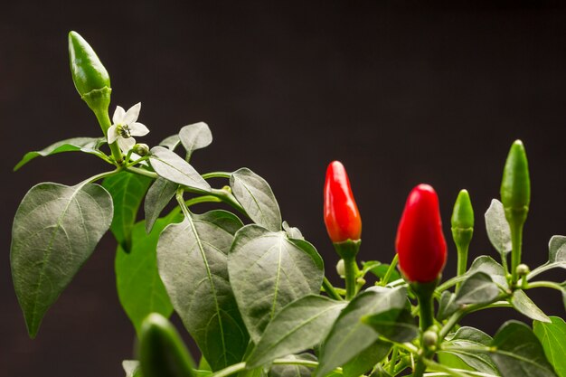 Flores brancas nos galhos, pólen nas folhas. Vagens de pimenta vermelha e verde cultivadas em vaso.