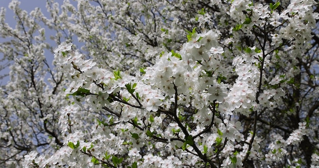 flores brancas pequenas árvores no pomar cereja