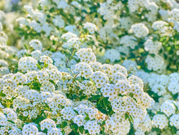 Flores brancas pequenas em um close-up de fundo verde.