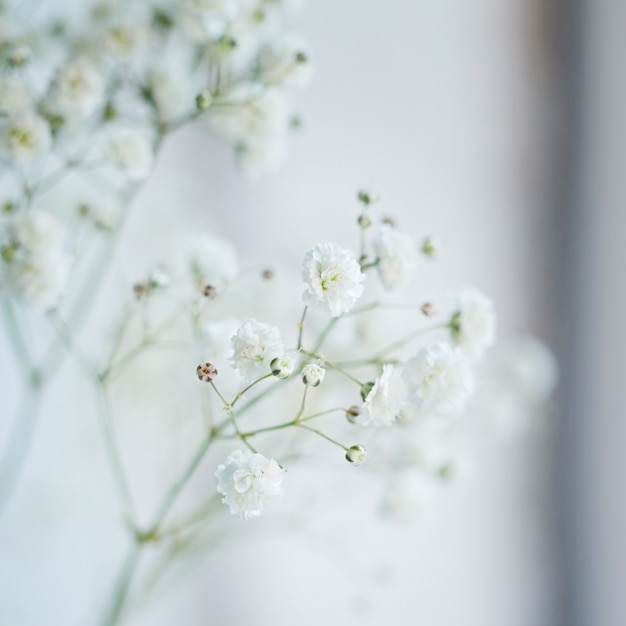 Flores brancas pequenas (paniculata de Gypsophila) borradas, foco seletivo.