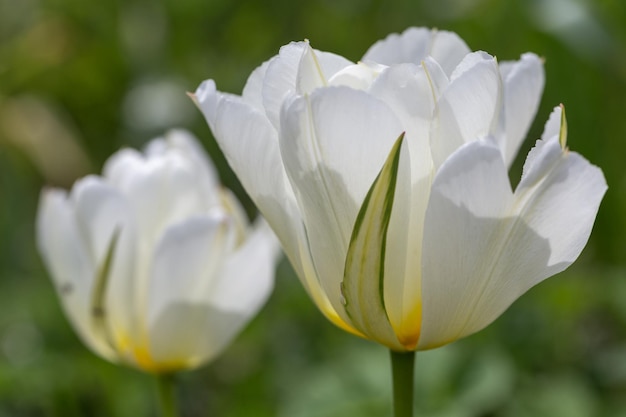 Flores brancas perfumadas semiduplas inflamadas com o imperador exótico tulipa verde fecham