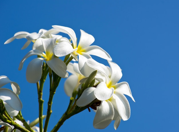 Flores brancas plumeria