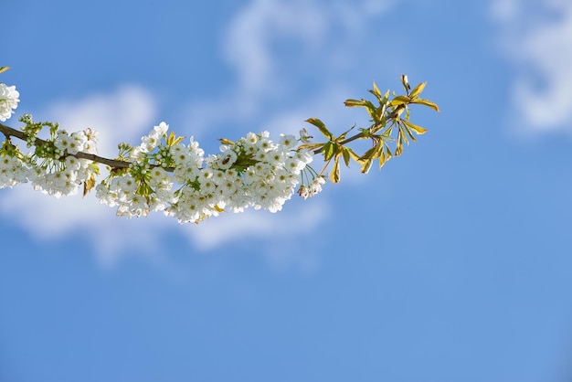 Flores brancas puras mirabelle ou prunus domestica crescendo em uma árvore de ameixa em um jardim de baixo contra um fundo de céu azul com copyspace closeup de plantas frescas e delicadas crescendo na primavera