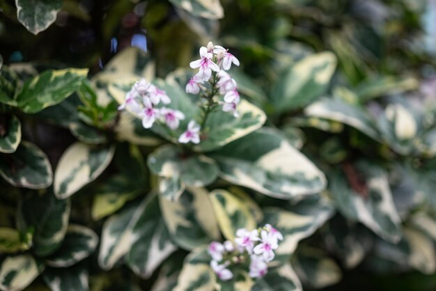 Flores brancas roxas borradas de falso erântemo roxo com fundo de folhas brancas e verdes variegadas Pseuderanthemum carruthersii em flor Jacob'scoat ou carruthers' falseface closeup