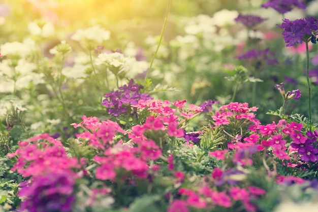 Flores brancas roxas multicoloridas no prado ao pôr do sol ou textura do nascer do sol