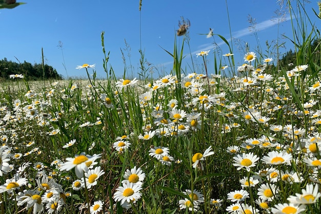 Flores brancas selvagens do campo grande da camomila na natureza