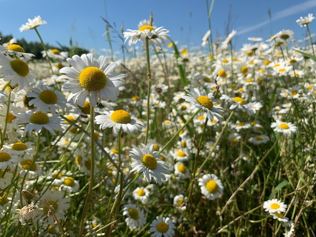 Foto flores brancas selvagens do campo grande da camomila na natureza