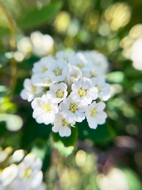 Flores brancas Spirea spiraea cantoniensis em close
