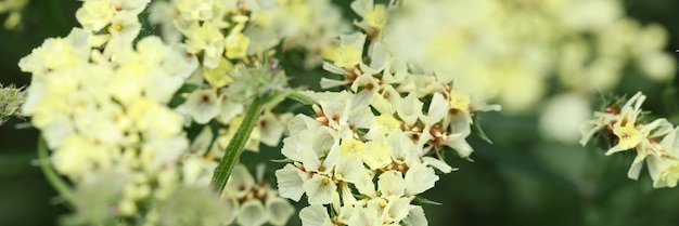 Flores brancas statice crescendo no jardim closeup conceito de decoração de buquês secos