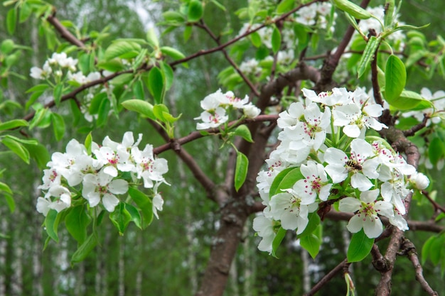Flores brancas tenras da primavera em galhos de árvores em um fundo de folhagem verde