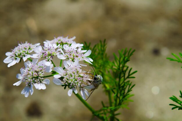 Foto flores brancas utetheisa pulchella phyllodes com manchas carmesí e athisa pulchala motha