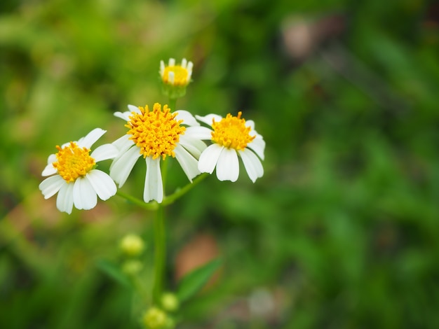 Flores brancas