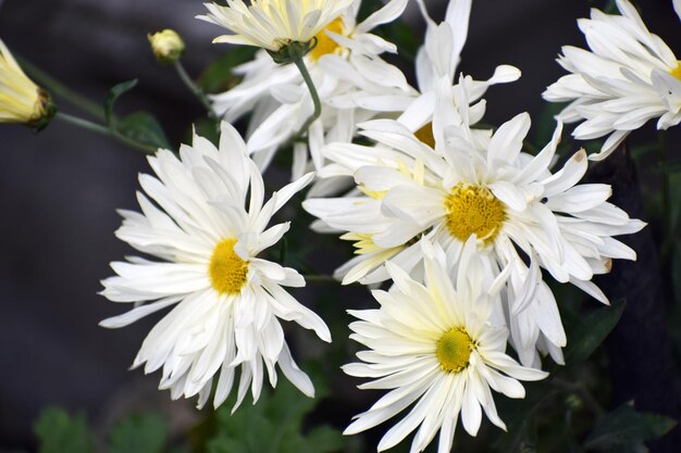 Foto flores brancas