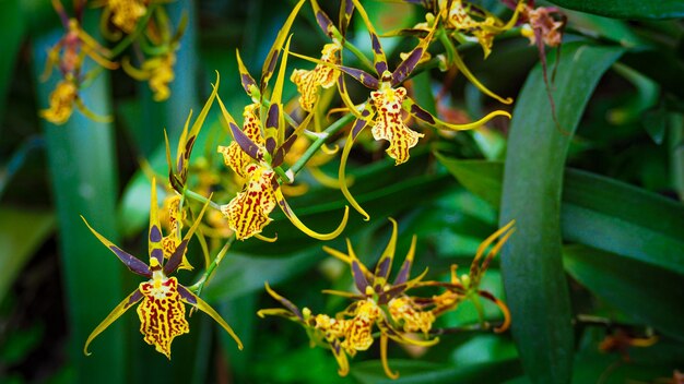 Flores de brassia arachnoidea en jardines botánicos en Singapur