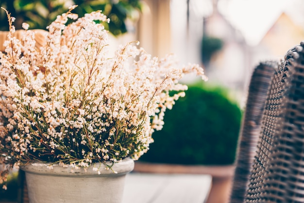 Flores de brezo blanco en maceta al aire libre