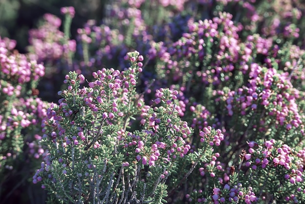 Flores de brezo en flor