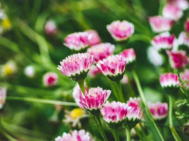 Flores brilhantes crescendo no gramado Closeup