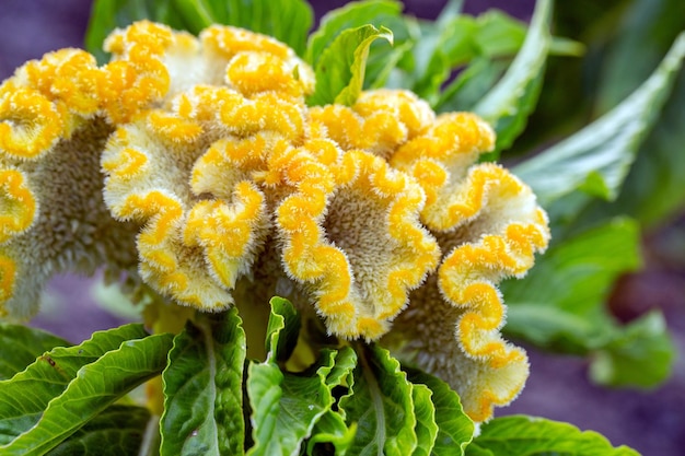 Flores brilhantes de celosia argentea em um canteiro de flores no jardim hobby floricultura