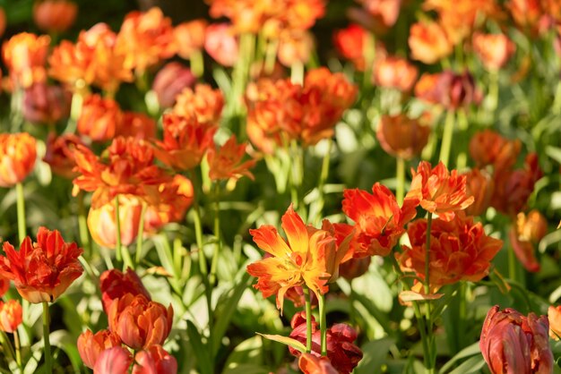 Flores brilhantes de tulipas em um campo de tulipas em uma manhã ensolarada, tulipas de flores da primavera