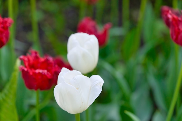 Flores brilhantes de tulipas em um campo de tulipas em uma manhã ensolarada, tulipas de flores da primavera