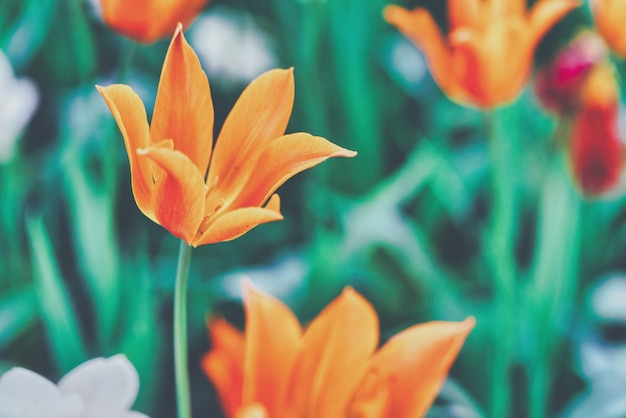 Flores brilhantes de tulipas em um campo de tulipas em uma manhã ensolarada