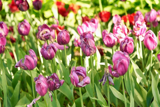 Flores brilhantes de tulipas em um campo de tulipas em uma manhã ensolarada