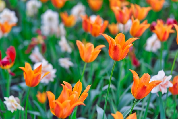 Flores brilhantes de tulipas em um campo de tulipas em uma manhã ensolarada