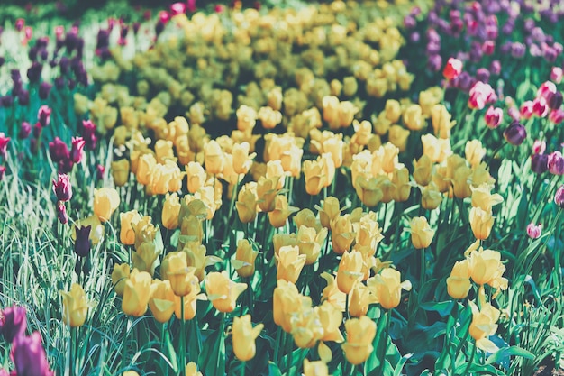 Foto flores brilhantes de tulipas em um campo de tulipas em uma manhã ensolarada