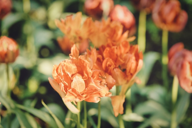 Flores brilhantes de tulipas em um campo de tulipas em uma manhã ensolarada