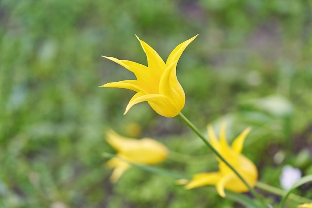 Flores brilhantes de tulipas em um campo de tulipas em uma manhã ensolarada