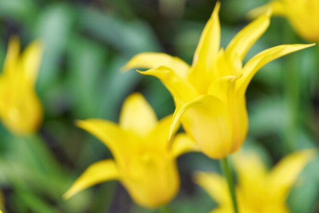 Flores brilhantes de tulipas em um campo de tulipas em uma manhã ensolarada