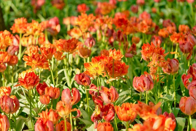 Flores brilhantes de tulipas em um campo de tulipas em uma manhã ensolarada