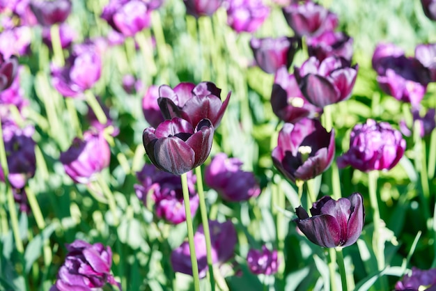 Flores brilhantes de tulipas em um campo de tulipas em uma manhã ensolarada