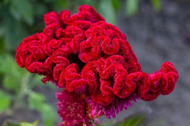 Flores brillantes de Celosia argentea en un macizo de flores en el jardín Afición a la floricultura